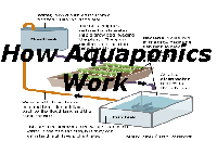 how aquaponics work