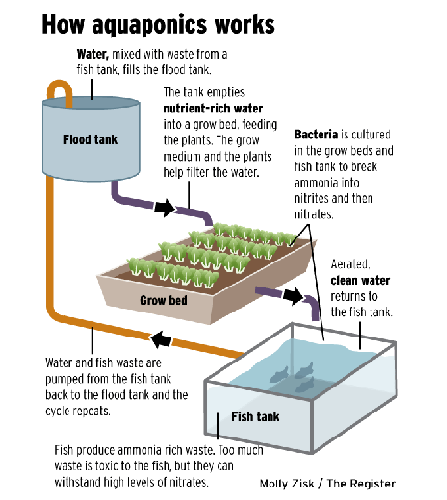 Aquaponic