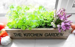 kitchen garden