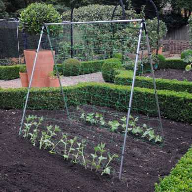 Runner Bean Frame