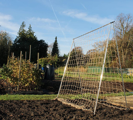 Runner Bean Frame