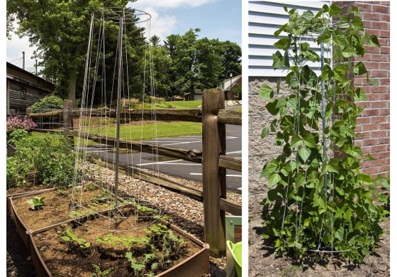 Runner Bean Frame