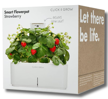 Strawberry Click and Grow