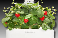 Strawberry Click and Grow